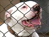 160_pit_bull1_20041014.jpg